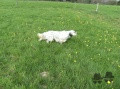 Setter Anglais ELIOT DES SONNAILLES DU HAUT DAVY Setter Anglais ELIOT DES SONNAILLES DU HAUT DAVY
